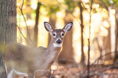 A young whitetailed deer doe grazes in the forest.の写真素材