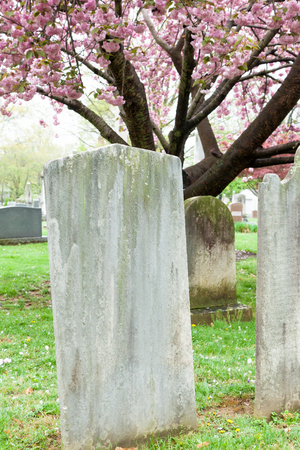 A cherry tree blooms in spring behind old tombstones in a cemetery.の写真素材
