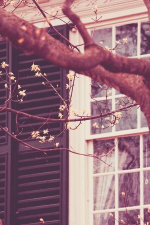 An old window is seen past budding spring trees.の写真素材