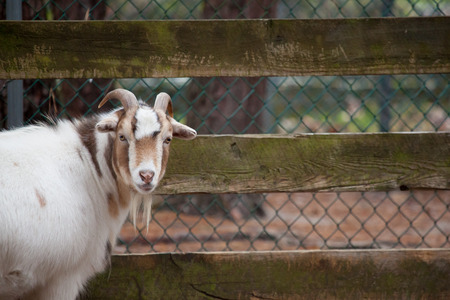 A goat looks at the camera at a zooの写真素材