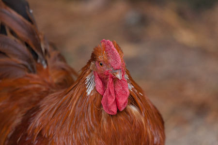A brown and red rooster on a farm
