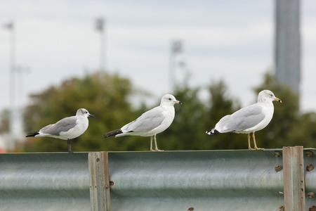 Sea gulls stand atop a guard rail along the roadの写真素材