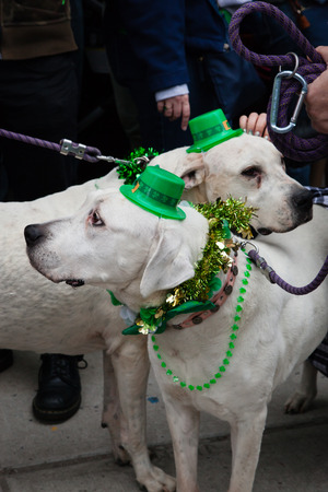 ASBURY PARK, NEW JERSEY - March 13, 2016: Even the dogs are Irish at the annual St. Patrick's Day Paradeのeditorial素材