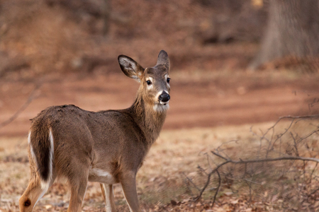 A White-tailed buck grazes near the woods.の写真素材