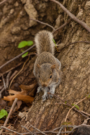 An Eastern Gray Squirrel sits on a tree base on the forest floor.の写真素材