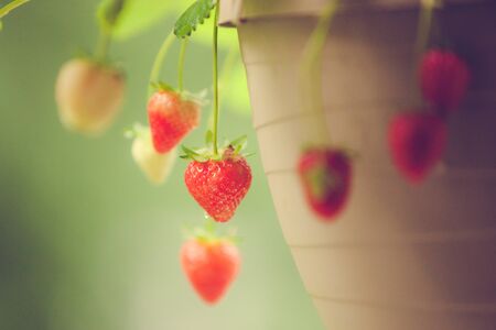 Red, ripe strawberries are ready to pick from a hanging container basket.の写真素材