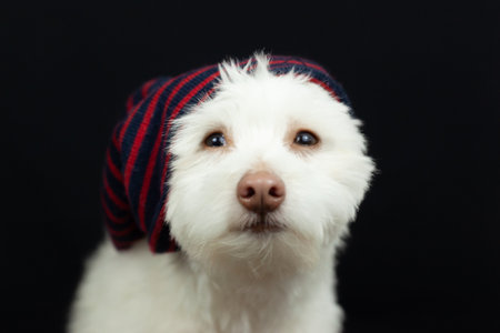 A white, fluffy mixed breed dog with a red and blue striped hat, on a black background. The dog is mainly Chihuahua, Japanese Spitz, and Standard Poodle.の写真素材