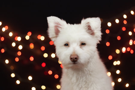 A white, fluffy, grumpy looking mixed breed dog on a black background with lights behind him. The dog is mainly Chihuahua, Japanese Spitz, and Standard Poodle. Image has a shallow depth of field.の写真素材