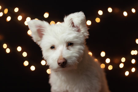 A white, fluffy mixed breed dog on a black background with lights behind him. The dog is mainly Chihuahua, Japanese Spitz, and Standard Poodle. Image has a shallow depth of field.の写真素材