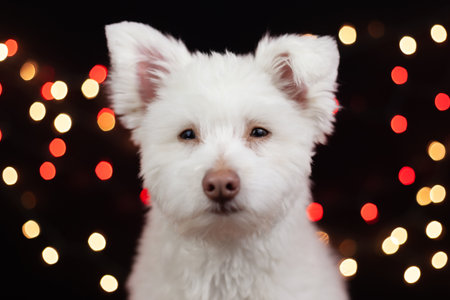 A white, fluffy, grumpy looking mixed breed dog on a black background with lights behind him. The dog is mainly Chihuahua, Japanese Spitz, and Standard Poodle. Image has a shallow depth of field.の写真素材
