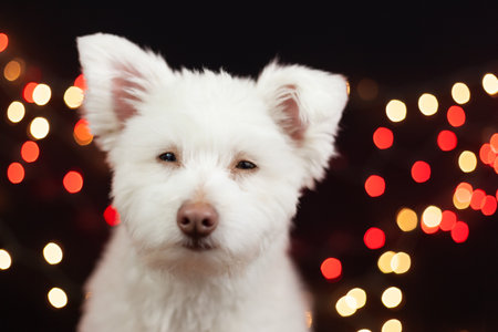 A white, fluffy, grumpy looking mixed breed dog on a black background with lights behind him. The dog is mainly Chihuahua, Japanese Spitz, and Standard Poodle. Image has a shallow depth of field.の写真素材
