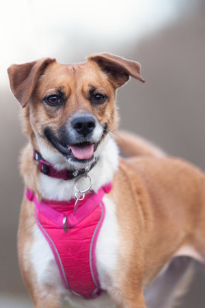 Mixed breed dog with pink harnessの写真素材