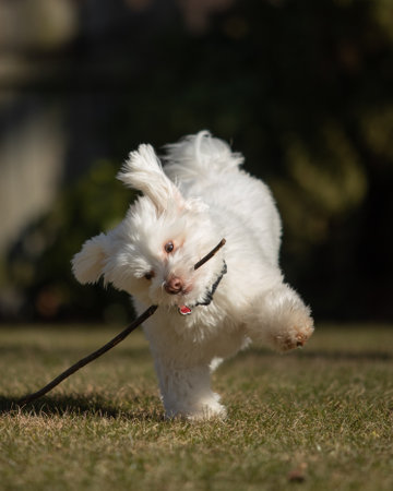 White fluffy dog runs with stick in mouthの写真素材