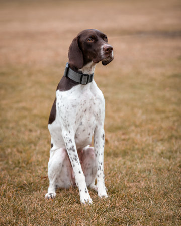 German Shorthaired Pointer in parkの写真素材