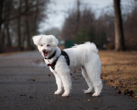 Mixed breed white fluffy dog in parkの写真素材