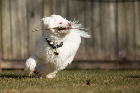 White fluffy dog runs with stick in mouthの写真素材