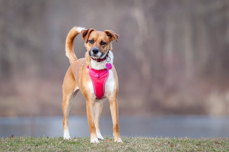Mixed breed dog with pink harness