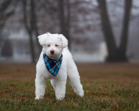 White Fluffy Dog in Parkの写真素材