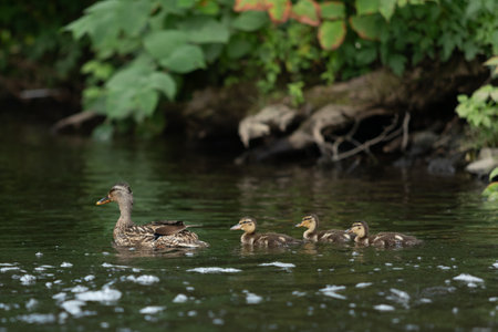 A Mallard duck swims with three ducklings in New Jerseyの写真素材