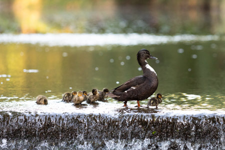 A mother duck, most likely a Mallard hybrid, swims with her seven ducklings in a stream during summer.の写真素材