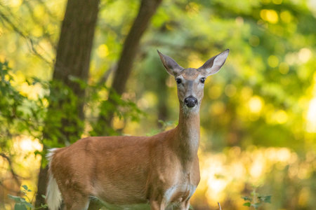 A white-tailed deer stands in a wooded forest in New Jerseyの写真素材