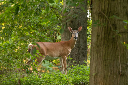 A white-tailed deer stands in a wooded forest in New Jerseyの写真素材