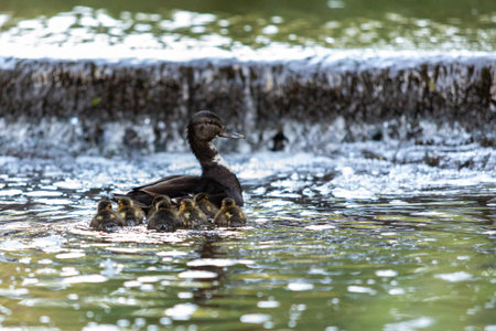A mother duck, most likely a Mallard hybrid, swims with her seven ducklings in a stream during summer.の写真素材
