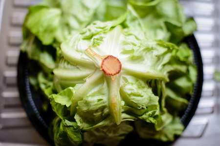 green and fresh lettuce close up view