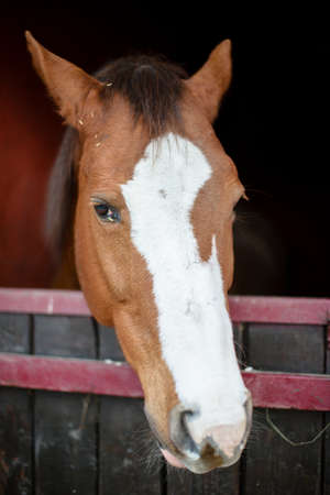 portrait of brown and white horse in his boxの写真素材