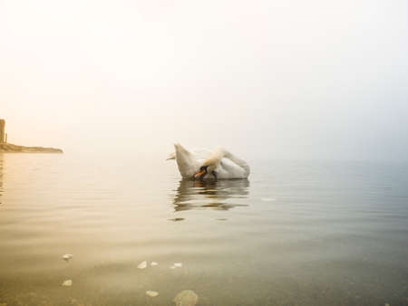 swan in the lake, Lake Maggiore, Ispra, Varese, Lombardy, Italyの写真素材