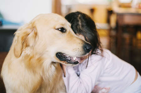 little girl at home with her golden retriever dog have affectionate gesturesの写真素材