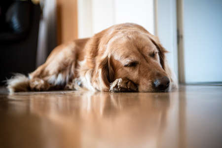 portrait of Golden Retriever breed dog lying on wooden floor at homeの写真素材