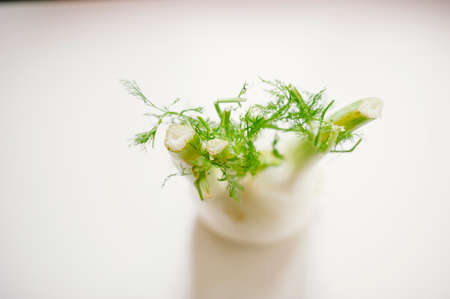still-life photograph of fennel on white backgroundの写真素材