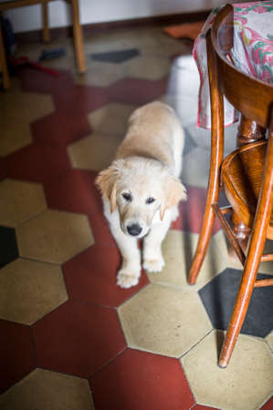 portrait of dog golden retriever puppy in his homeの写真素材