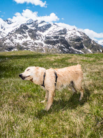 Italy, Lombardy, Alps, golden retriever puppy dog in mountain meadow, alpine landscape with...