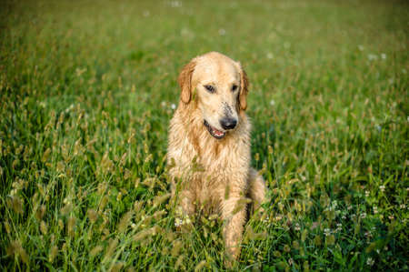 portrait of golden retriever in the tall grass on an autumn dayの写真素材