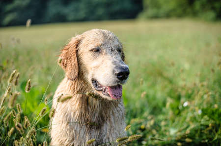 portrait of golden retriever in the tall grass on an autumn dayの写真素材