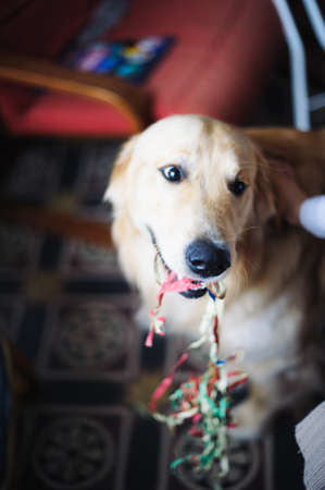 Golden retriever dog with colored streamers in the mouth at home celebrating carnivalの写真素材