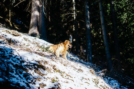 Golden retriever in the fir and larch forest in winter, snowy trail sprinkled with snow, morning...