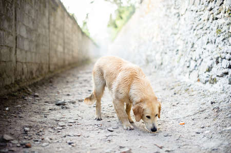 portrait of golden retriever dog in nature outdoor, woods and meadows during springの写真素材