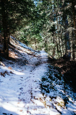 fir and larch forest in winter, snowy footpath sprinkled with snow, vertical imageの写真素材