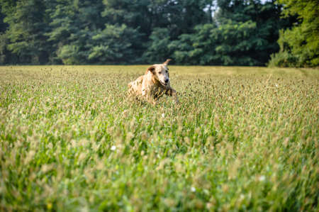 portrait of golden retriever dog in nature outdoor, woods and meadows during springの写真素材