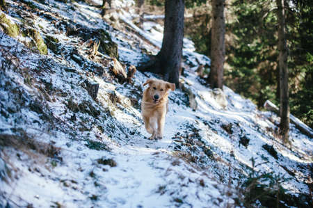 Golden retriever in the fir and larch forest in winter, snowy trail sprinkled with snow, morning lightの写真素材