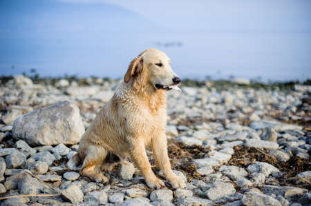 portrait of golden retriever dog in nature outdoor, woods and meadows during springの写真素材