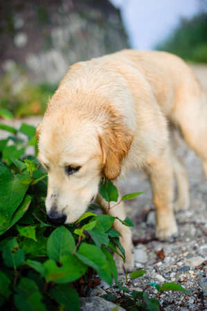 portrait of golden retriever dog in nature outdoor, woods and meadows during springの写真素材