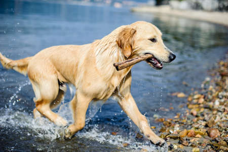 golden retriever dog bathes in Lake Maggiore, Angera, Lombardy, Italyの写真素材
