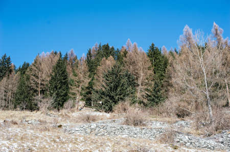 fir and larch forest in winter, alpine mountains, background with blue skyの写真素材