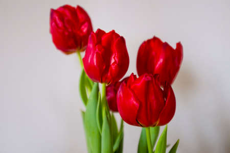 red tulips on white background of house wallの写真素材
