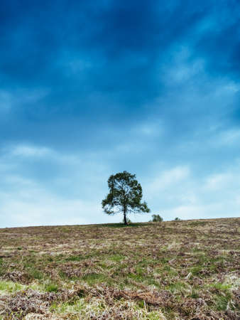 lonely tree in the middle of mountain meadows, Mottarone, Italyの写真素材