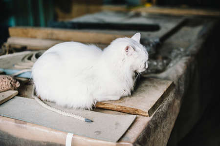 white cat lying portrait on a carpenter's tableの写真素材
